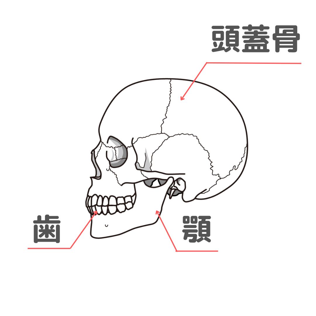 口ゴボの先天的要因
